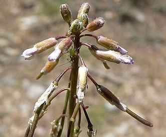 Boechera pendulocarpa