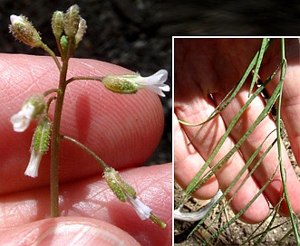 Boechera pinetorum