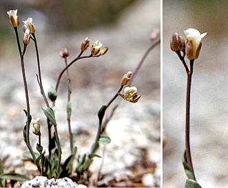 Boechera platysperma