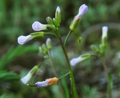 Boechera pratincola