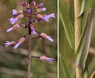 Boechera sparsiflora