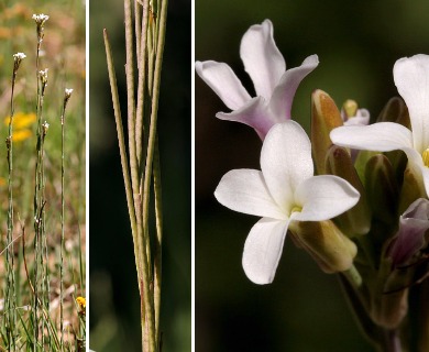 Boechera stricta