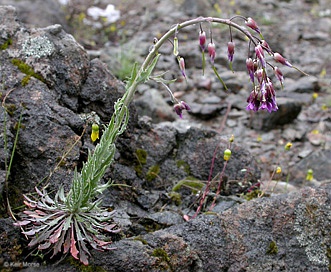 Boechera subpinnatifida