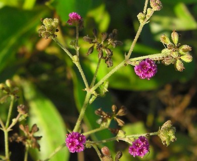 Boerhavia coccinea