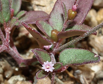 Boerhavia coulteri