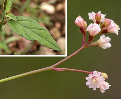 Boerhavia erecta