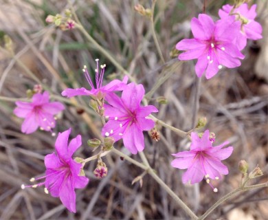 Boerhavia linearifolia