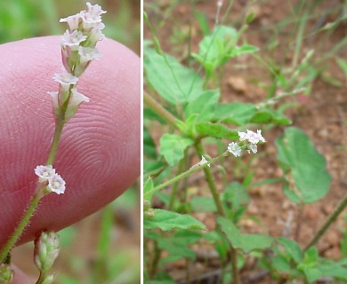 Boerhavia torreyana