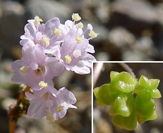 Boerhavia triquetra