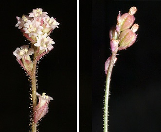 Boerhavia wrightii