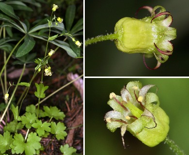 Bolandra californica