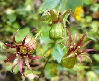 Bolandra oregana