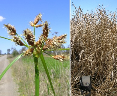 Bolboschoenus fluviatilis