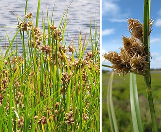 Bolboschoenus maritimus