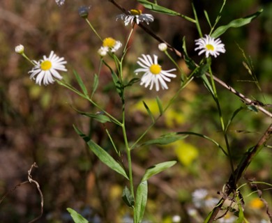 Boltonia asteroides