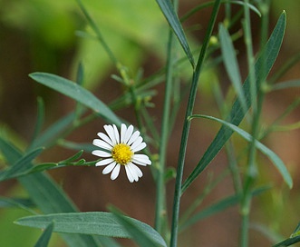 Boltonia diffusa