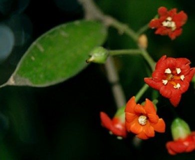 Bonellia macrocarpa