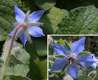 Borago officinalis