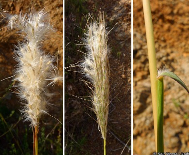 Bothriochloa barbinodis