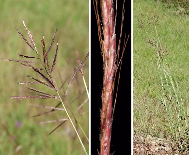 Bothriochloa bladhii