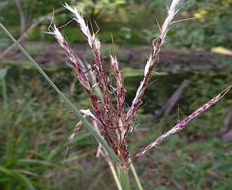 Bothriochloa ischaemum