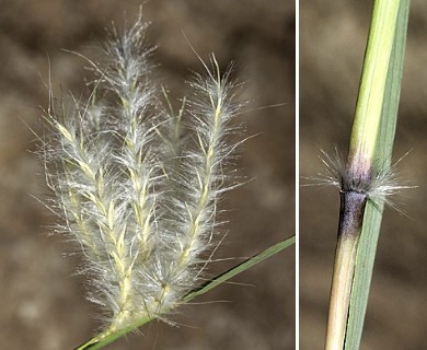 Bothriochloa springfieldii