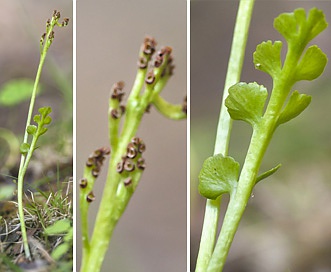 Botrychium crenulatum