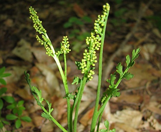 Botrychium matricariifolium