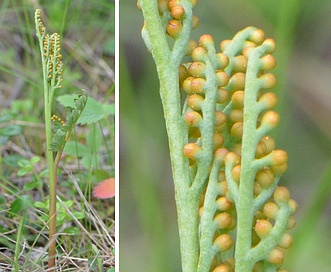 Botrychium pedunculosum