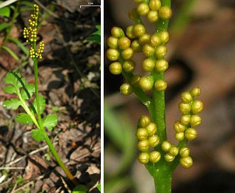 Botrychium pinnatum