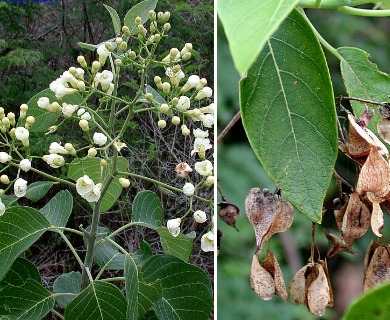 Bourreria pulchra