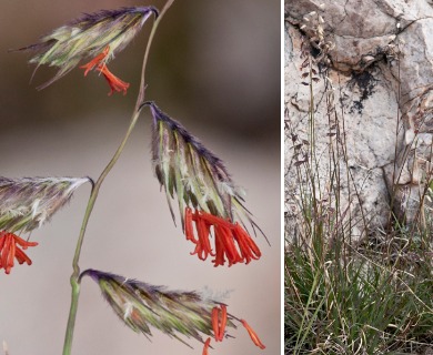 Bouteloua chondrosioides