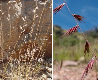 Bouteloua repens