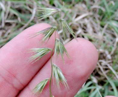 Bouteloua rigidiseta