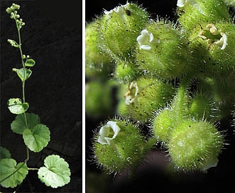 Boykinia rotundifolia