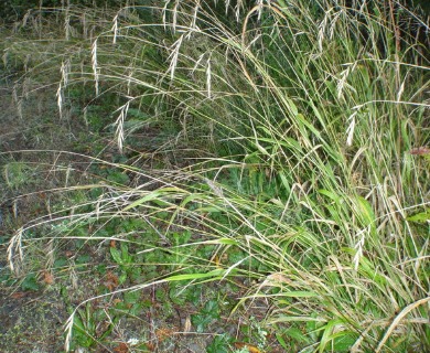 Brachypodium sylvaticum