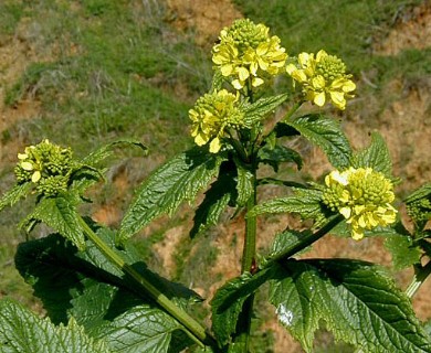 Brassica nigra