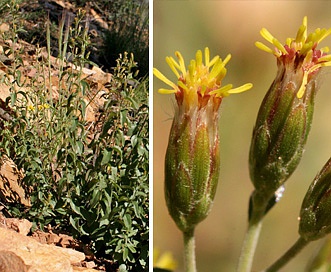 Brickellia brachyphylla