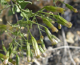 Brickellia coulteri