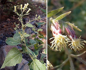 Brickellia floribunda