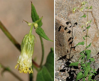 Brickellia grandiflora