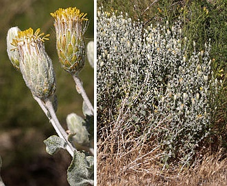 Brickellia incana