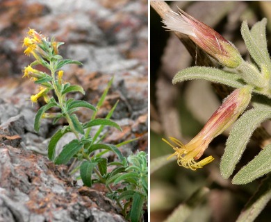 Brickellia lemmonii