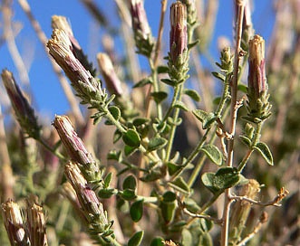 Brickellia microphylla