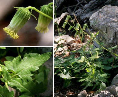 Brickellia simplex