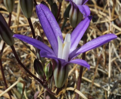 Brodiaea coronaria