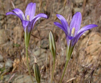 Brodiaea elegans