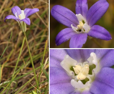 Brodiaea jolonensis