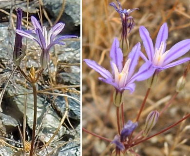 Brodiaea minor