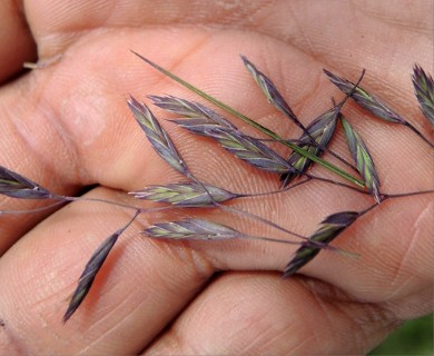 Bromus anomalus